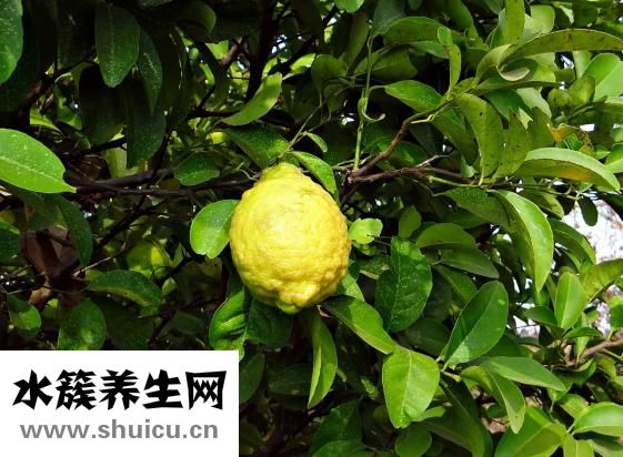 小米算不算粗糧