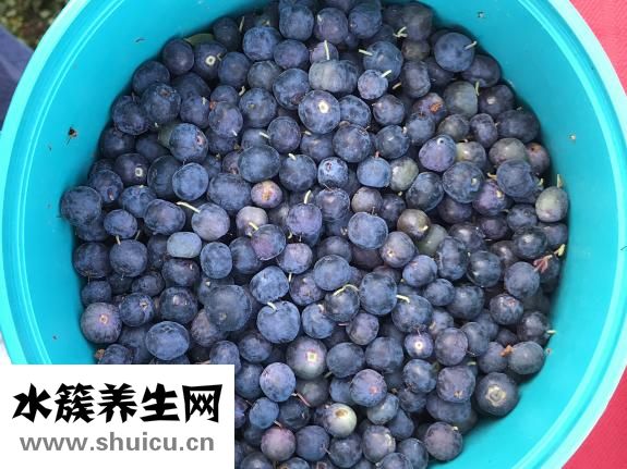 孕婦吃藍莓好嗎