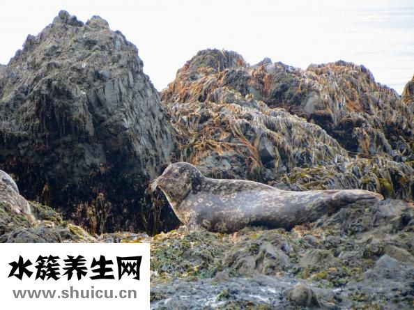 減肥能吃海帶嗎