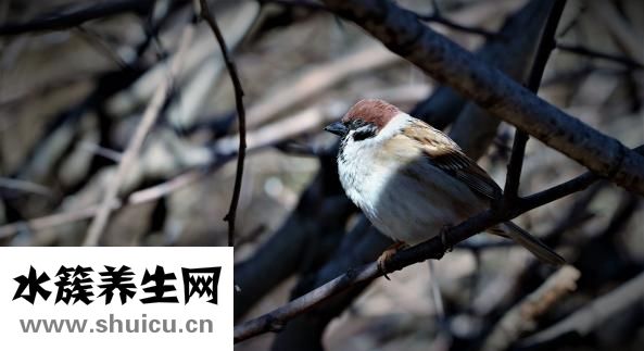 什么糖吃了不發(fā)胖