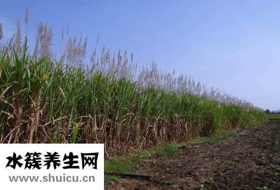 春天的食物有哪些