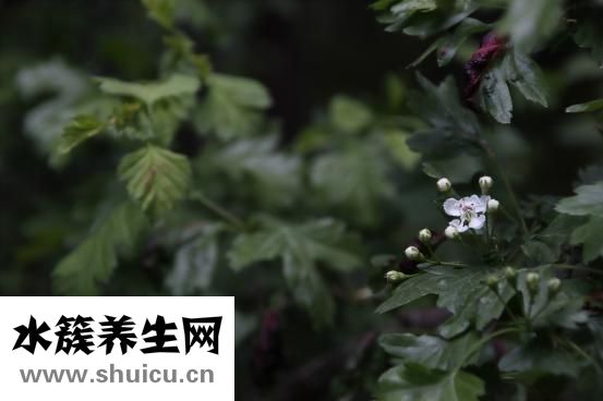 山楂茶的功效與作用