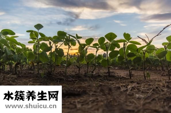 頭發長得慢怎么辦