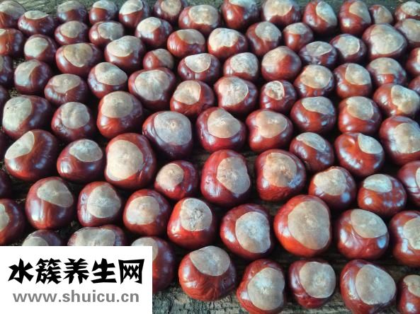 孕婦可以吃栗子嗎