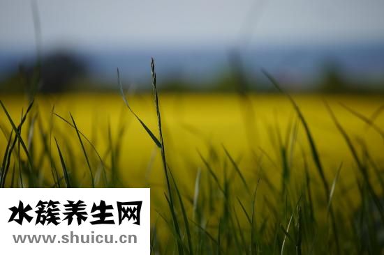 葉酸作用和功效