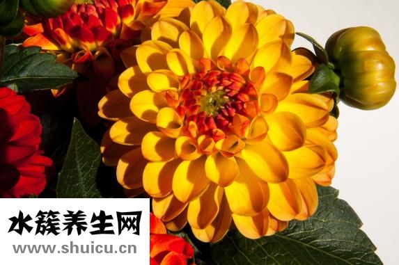 頭發長得慢怎么辦