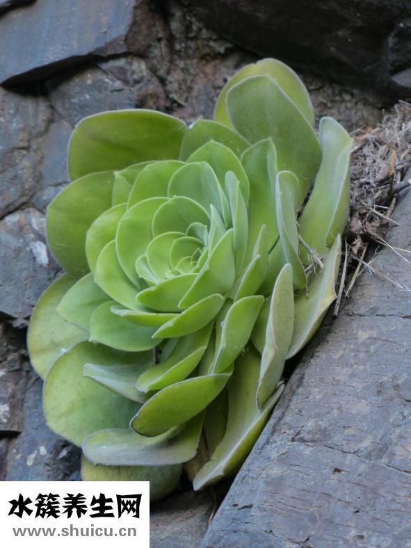 早上起床眼睛浮腫