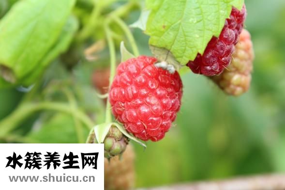 孕婦能不能吃狗肉