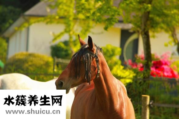 五紅湯怎么煮下奶