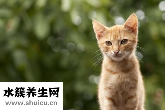 乙流的癥狀和表現