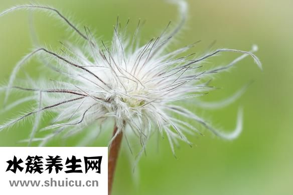 五谷雜糧是哪幾種