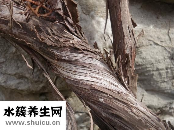 促進(jìn)傷口愈合的食物