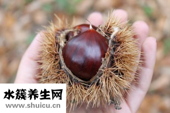 孕婦能吃栗子嗎