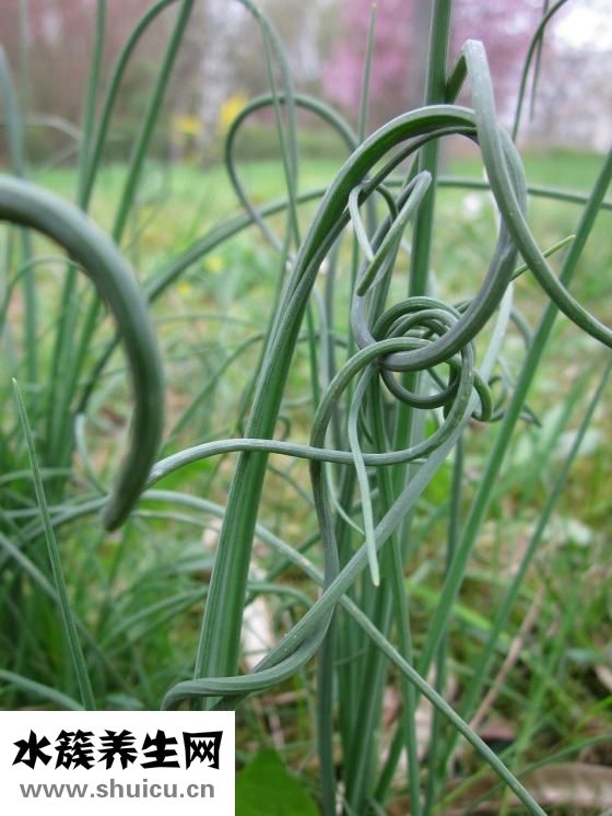 孕婦能吃韭黃嗎