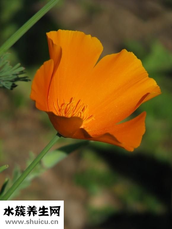 孕囊多大可以藥流