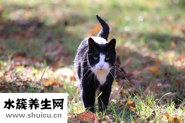 孕婦可以吃涼皮嗎