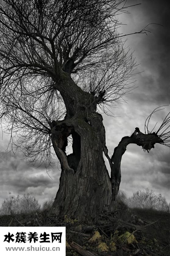 抗焦慮藥物有哪些