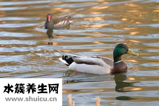 養(yǎng)鴨子禁忌