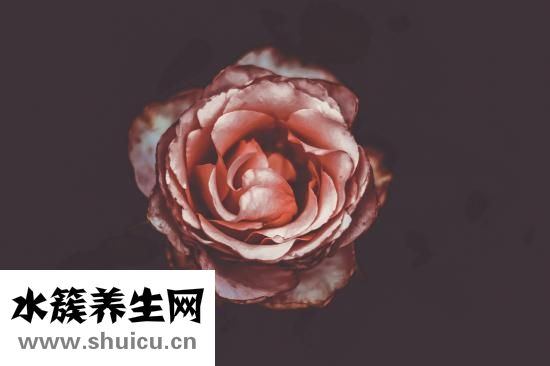 孕婦前三個月食譜