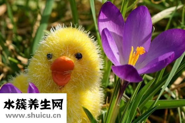 亞胺培南西司他丁