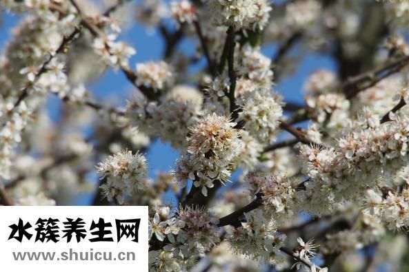 心臟供血不足的癥狀