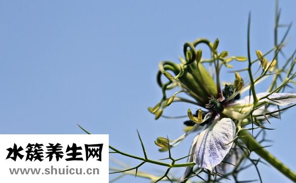 孕婦可以吃孜然嗎