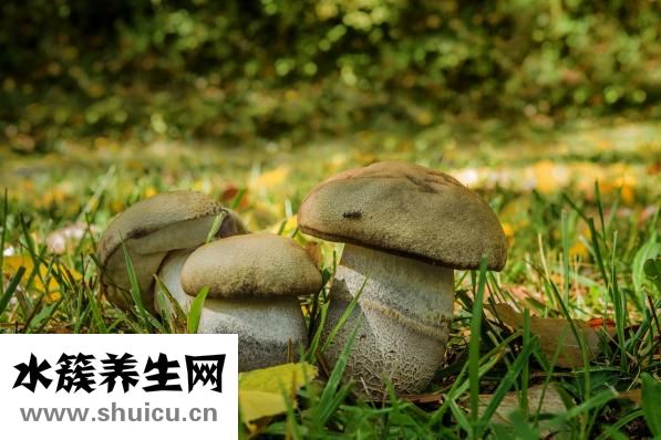 雙孢菇是口蘑嗎