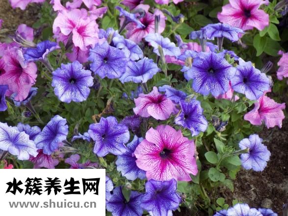 什么食物易消化