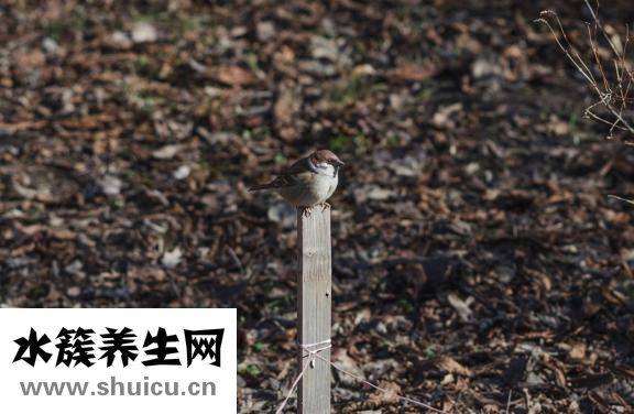 怎么樣生發(fā)