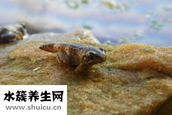 壓力性損傷分期