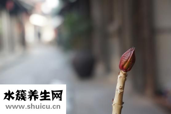 怎么才不打呼嚕