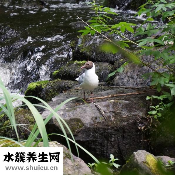 世界上最大的黑頭