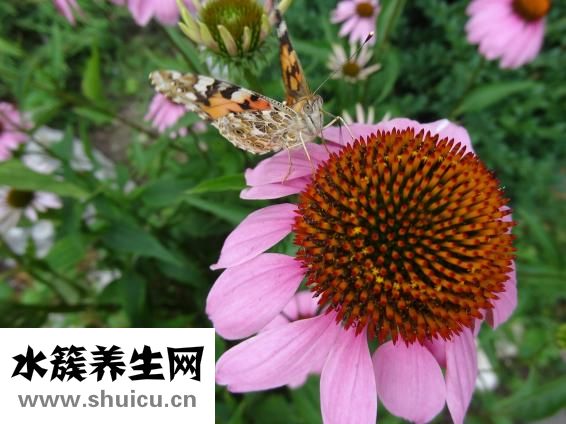 壓力性損傷分期