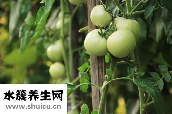 一個西紅柿的熱量