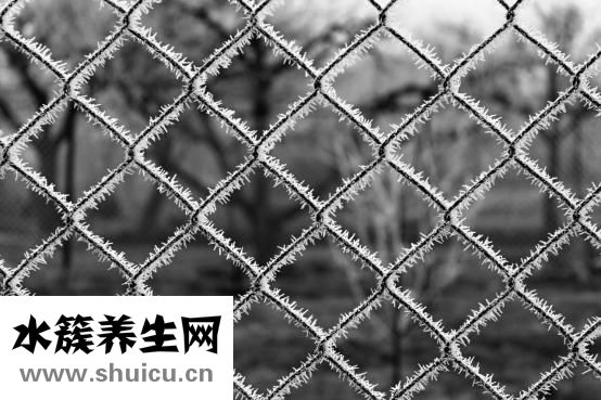 五指毛桃圖片大全