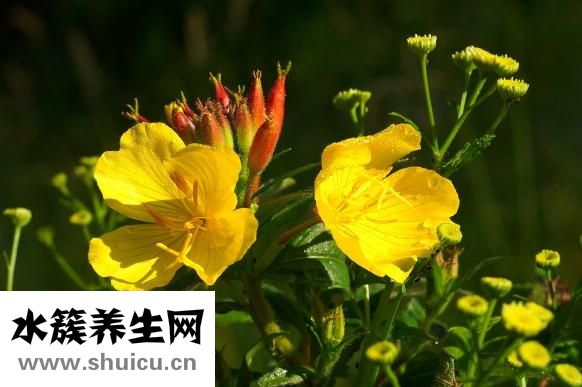 養(yǎng)胃舒顆粒