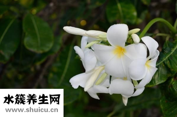 養(yǎng)胃舒顆粒