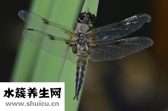 太沖的準確位置圖