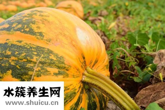 小米南瓜紅棗粥