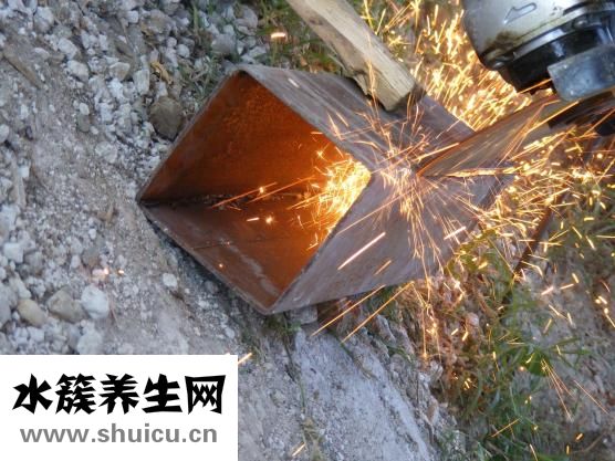 五指毛桃圖片大全