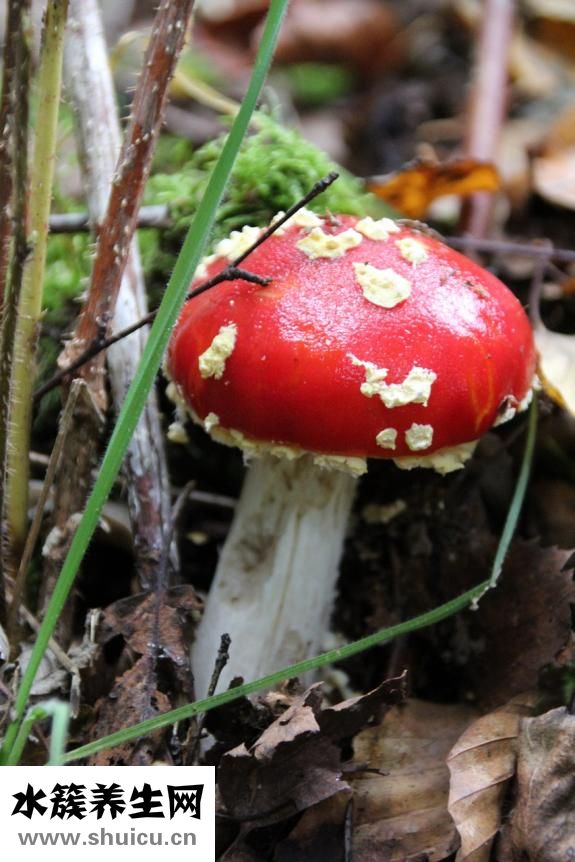 雙孢菇怎么做好吃