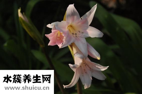 五維賴(lài)氨酸口服液