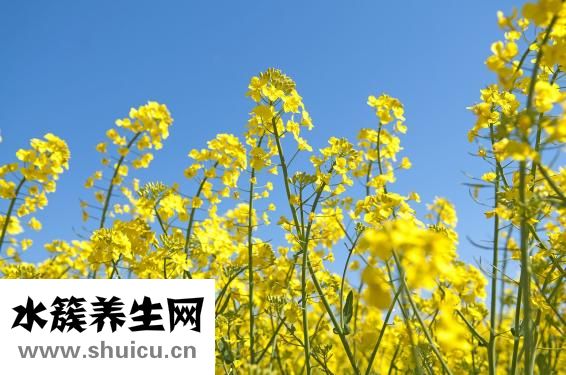 亞麻籽油怎么食用