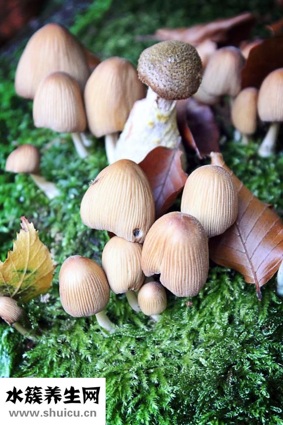 雙孢菇怎么做好吃