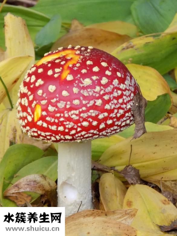 雙孢菇怎么做好吃