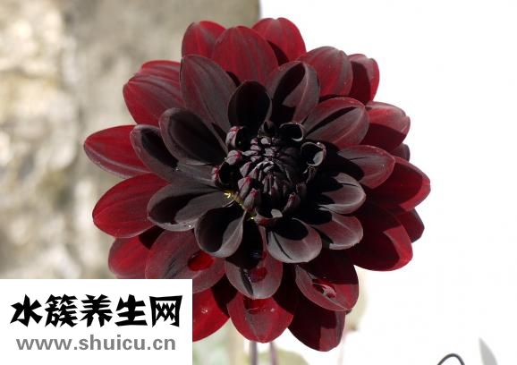 產前征兆有哪些