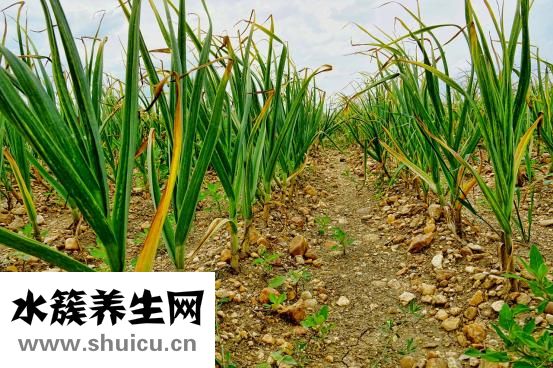 孕婦能吃蒜苔嗎