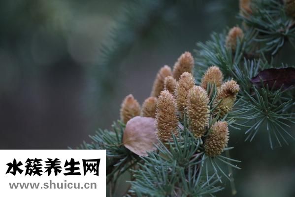 什么是間質(zhì)瘤