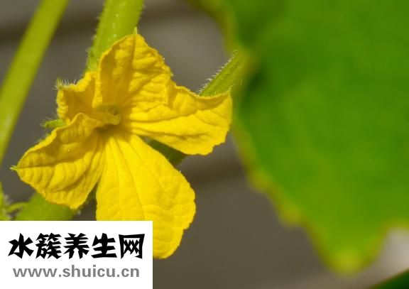 晚上吃黃瓜能減肥嗎