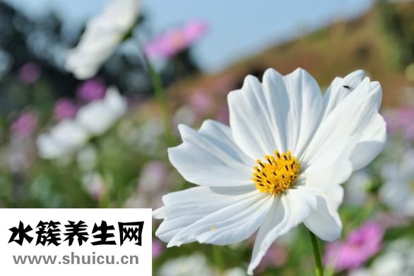 新鮮蠶豆怎么做好吃